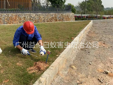 花都红火蚁防治案例