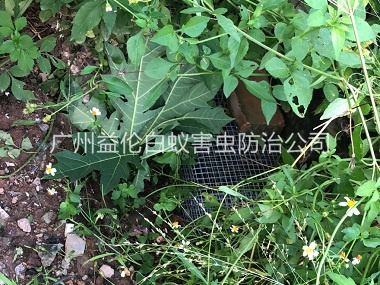 花都住宅区处理蛇患工程